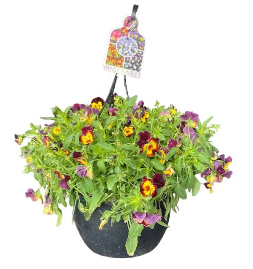 Pansy Tumbles Fire Hanging Basket 275mm