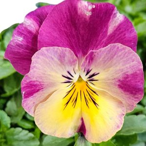 Pansy Tumbles Raspberry Swirls Hanging Basket 275mm