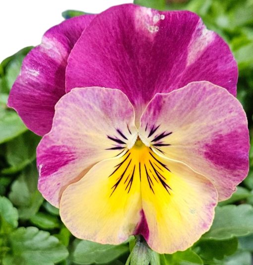 Pansy Tumbles Raspberry Swirls Hanging Basket 275mm