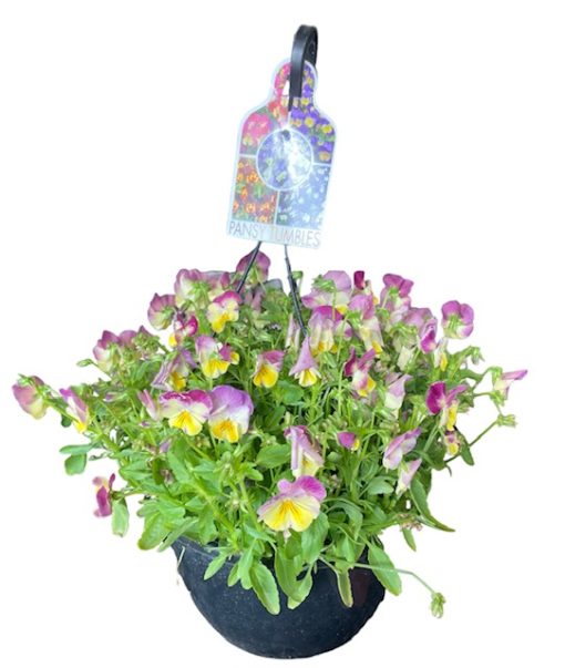 Pansy Tumbles Raspberry Swirls Hanging Basket 275mm