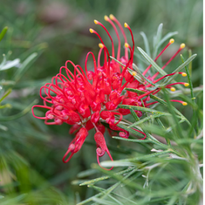 Grevillea Flaming Red 140mm