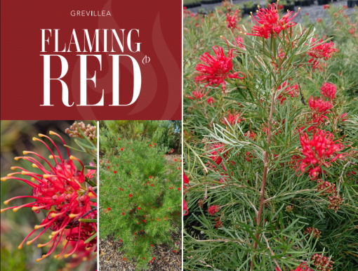 Grevillea Flaming Red 140mm