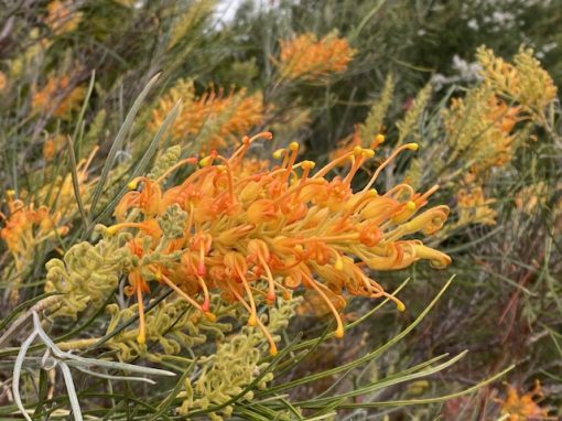 GREVILLEA MIDAS TOUCH 200MM