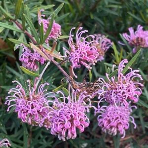 Grevillea Amethyst 140mm