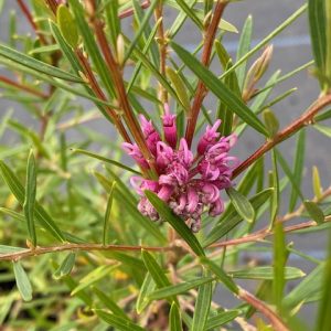 Grevillea Amethyst 140mm