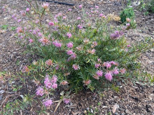 Grevillea Amethyst 140mm