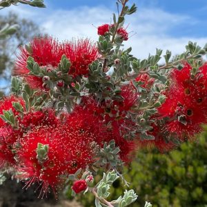Kunzea pulchella Grey Form 140mm