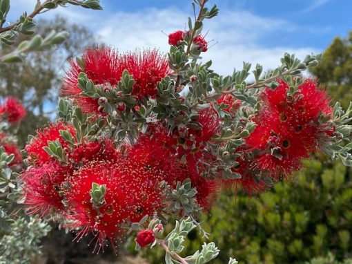Kunzea pulchella Grey Form 140mm