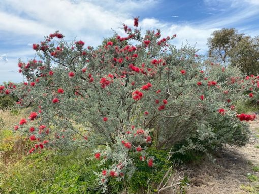 Kunzea pulchella Grey Form 140mm