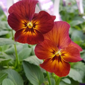 Easy Colour Pansy Mulberry Mix 6 Cell