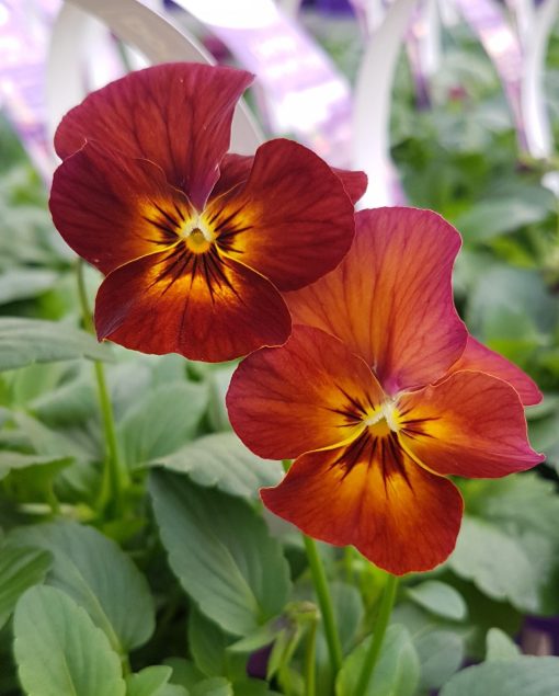 Easy Colour Pansy Mulberry Mix 6 Cell