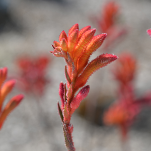 Anigozanthos Bush Coral 140mm