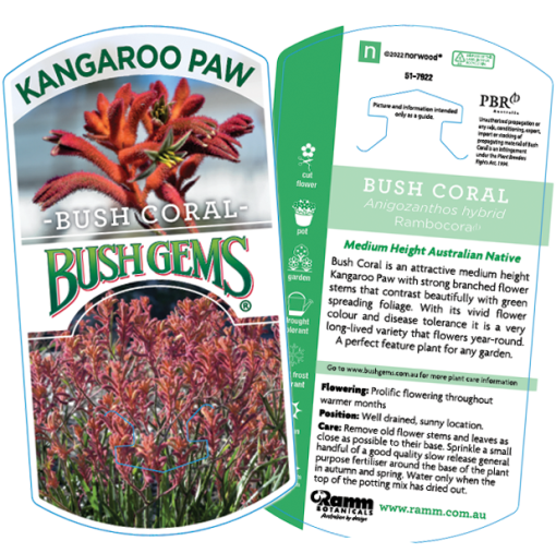 Anigozanthos Bush Coral 140mm