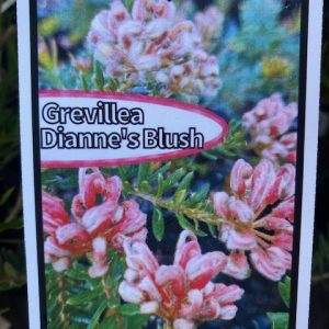 Grevillea Dianne's Blush 140mm