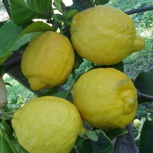 Lemon Lisbon dwarf 40cm