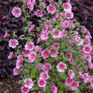 Anisodontea African rose 200mm