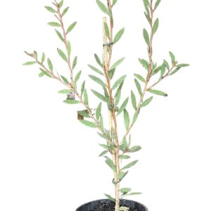 Callistemon Lavender Showers 200mm
