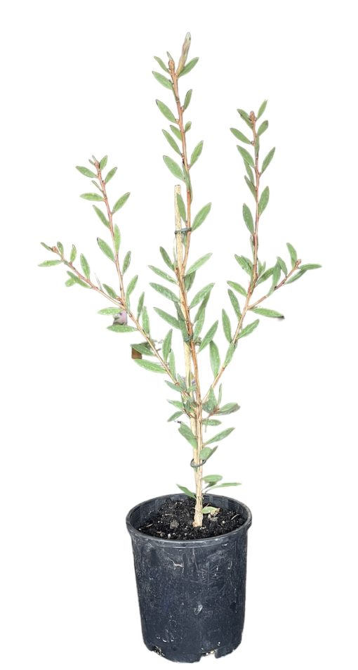 Callistemon Lavender Showers 200mm