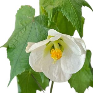 ABUTILON BOULE DE NEIGE WHITE 140MM