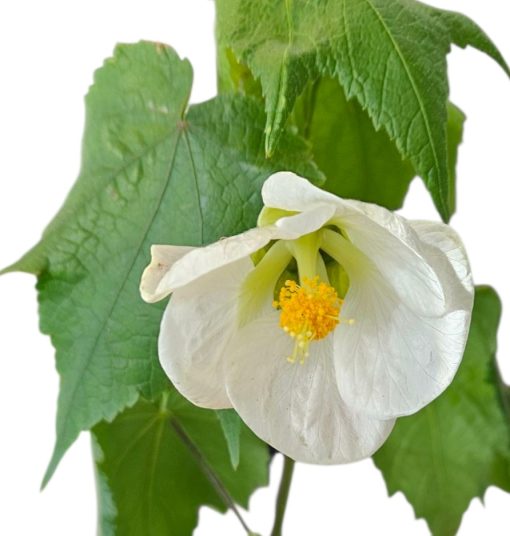ABUTILON BOULE DE NEIGE WHITE 140MM