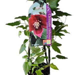 Clematis cirrhosa Lansdowne Gem 140mm