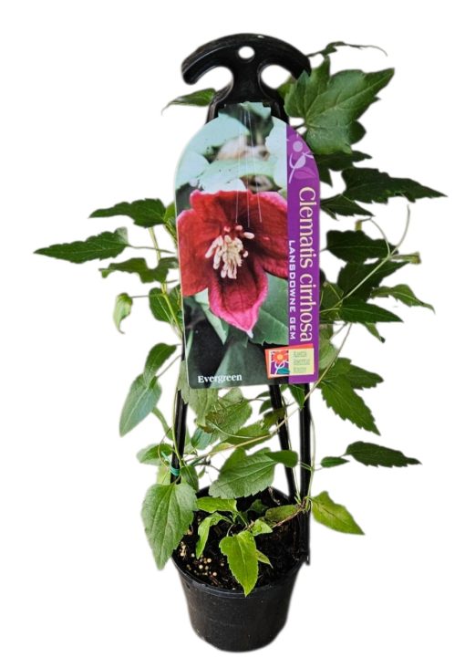 Clematis cirrhosa Lansdowne Gem 140mm