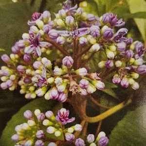 Dichroa febrifuga Versicolor Evergreen Hydrangea 140mm