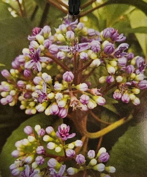 Dichroa febrifuga Versicolor Evergreen Hydrangea 140mm