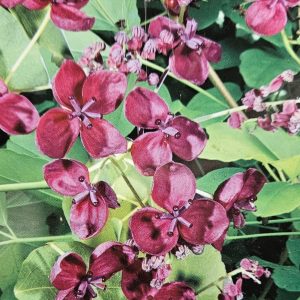 Akebia longeracemosa Chocolate Vine 200mm