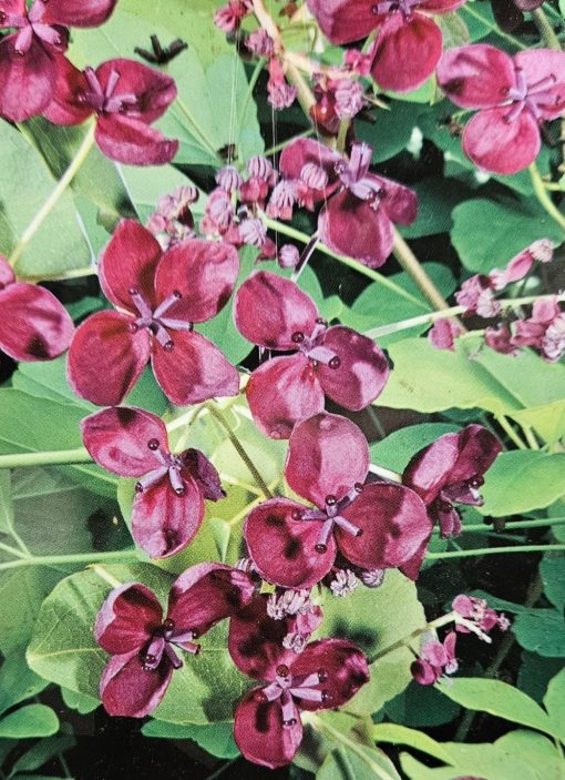Akebia longeracemosa Chocolate Vine 200mm