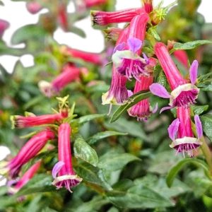 Cuphea hyssopifolia Sparkler Blueberry 140mm