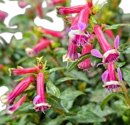Cuphea hyssopifolia Sparkler Blueberry 140mm