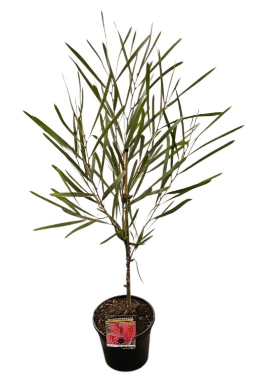 Hakea francisiana Hi Ho Silver Grafted 200mm