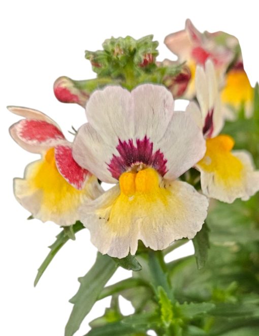 Nemesia Nesia Bananaberry 140mm