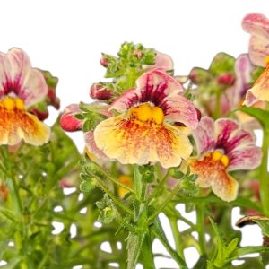 Nemesia Nesia Tutti Fruiti 140mm