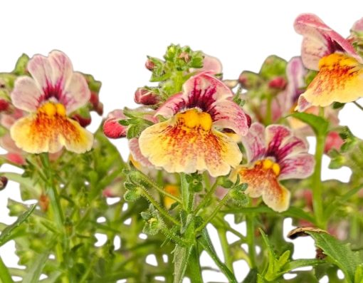 Nemesia Nesia Tutti Fruiti 140mm