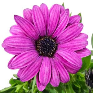 Osteospermum ecklonis Margarita Cool Purple 140mm