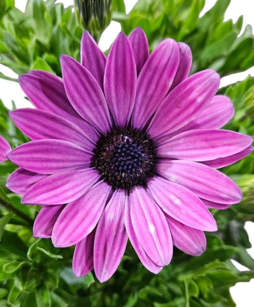 Osteospermum ecklonis Margarita Dark Lkilac 140mm