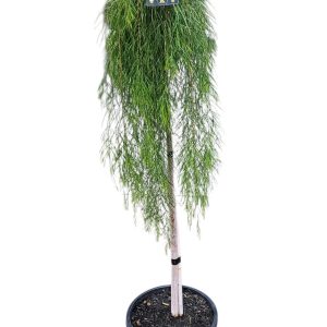 Adenanthos sericeus dwarf Platinum 140mm