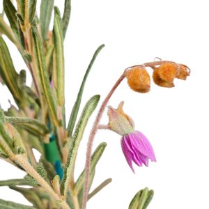 Lysiosepalum involucratum 140mm