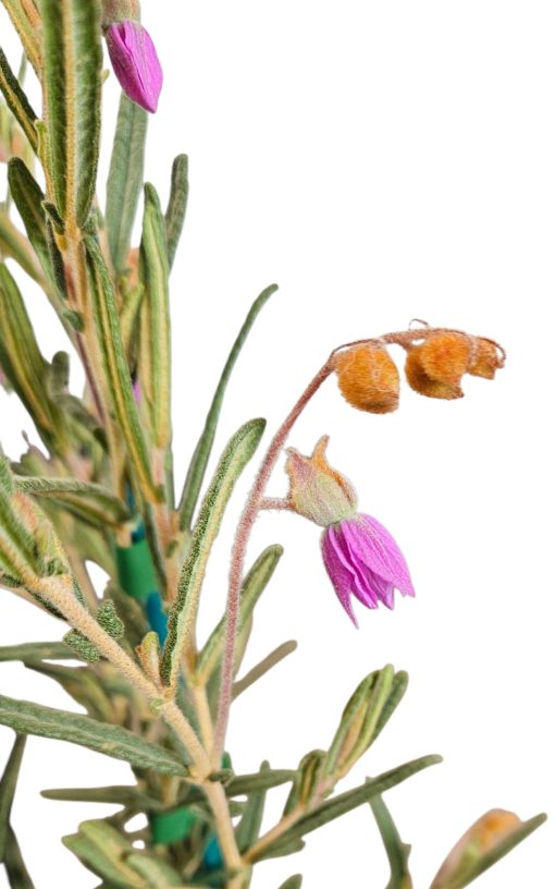 Lysiosepalum involucratum 140mm