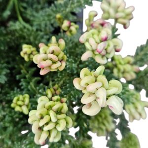 Grevillea Lanigera Mello Yellow 200mm