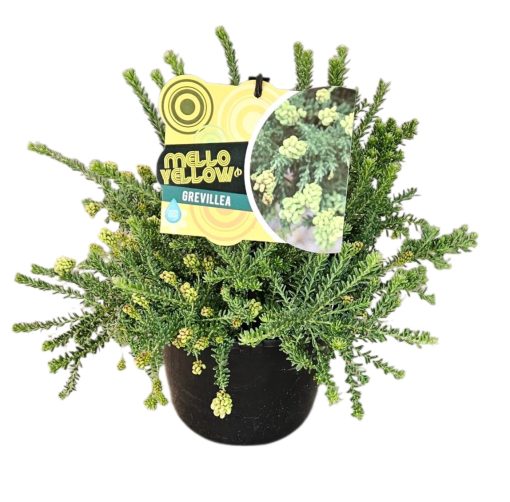 Grevillea Lanigera Mello Yellow 200mm