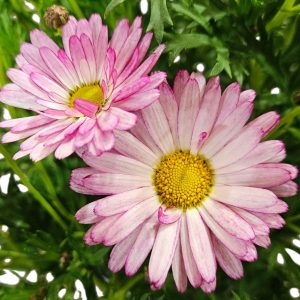 Argyranthemum Aramis Rose Bicolour 200mm