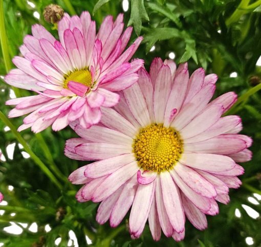 Argyranthemum Aramis Rose Bicolour 200mm