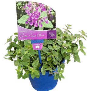 Nepeta Nova Blue 140mm