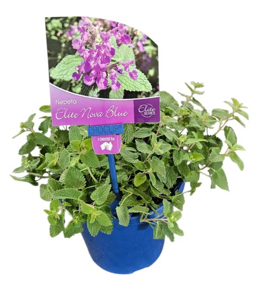 Nepeta Nova Blue 140mm
