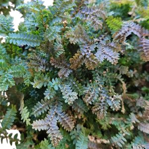 Selaginella Uncinata Peacock Moss 130mm