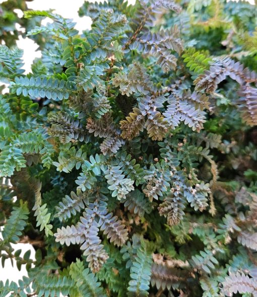 Selaginella Uncinata Peacock Moss 130mm