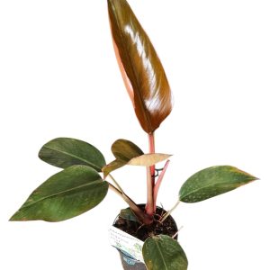 Philodendron Imperial red 130mm